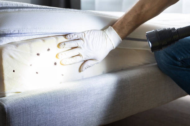 Reliable Delevan, NY Pest Control Solutions