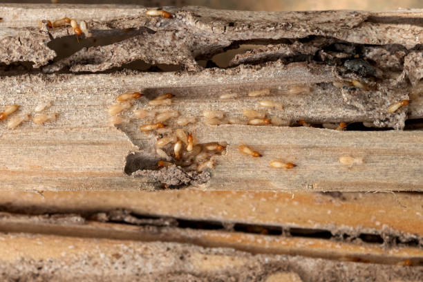 Flea Control Services in Delevan, NY