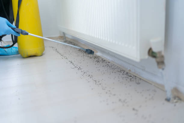 Best Local Pest Control Services  in Delevan, NY